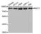 RAD17 Checkpoint Clamp Loader Component antibody, abx004100, Abbexa, Western Blot image 