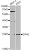 Eukaryotic Translation Initiation Factor 4E antibody, A0468, ABclonal Technology, Western Blot image 