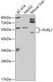 Nectin Cell Adhesion Molecule 1 antibody, 18-461, ProSci, Western Blot image 