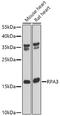 Replication Protein A3 antibody, 22-436, ProSci, Western Blot image 