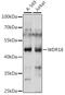 WD Repeat Domain 18 antibody, A15875, ABclonal Technology, Western Blot image 