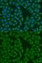 Methionine Sulfoxide Reductase B3 antibody, GTX32730, GeneTex, Immunofluorescence image 