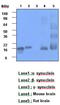 Synuclein Alpha antibody, MBS830962, MyBioSource, Western Blot image 