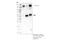 Protein Tyrosine Kinase 7 (Inactive) antibody, 25618S, Cell Signaling Technology, Immunoprecipitation image 