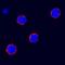 KIT Ligand antibody, AF2278, R&D Systems, Immunofluorescence image 