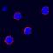 KIT Ligand antibody, AF2278, R&D Systems, Immunofluorescence image 