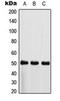 C-Terminal Src Kinase antibody, orb216076, Biorbyt, Western Blot image 