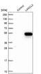 LANC2 antibody, PA5-56184, Invitrogen Antibodies, Western Blot image 