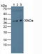 Microtubule Associated Protein RP/EB Family Member 1 antibody, LS-C688767, Lifespan Biosciences, Western Blot image 