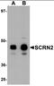 Secernin 2 antibody, orb94558, Biorbyt, Western Blot image 