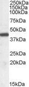 Interleukin Enhancer Binding Factor 2 antibody, GTX89104, GeneTex, Western Blot image 