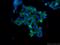 Angiomotin antibody, 24550-1-AP, Proteintech Group, Immunofluorescence image 