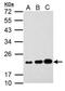 Activation Induced Cytidine Deaminase antibody, PA5-34918, Invitrogen Antibodies, Western Blot image 