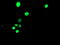 TAL BHLH Transcription Factor 1, Erythroid Differentiation Factor antibody, LS-C173517, Lifespan Biosciences, Immunofluorescence image 