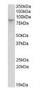 Hyperpolarization Activated Cyclic Nucleotide Gated Potassium Channel 3 antibody, orb125025, Biorbyt, Western Blot image 