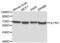 Olfactomedin 1 antibody, abx000646, Abbexa, Western Blot image 