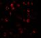 Dynamin 1 Like antibody, LS-B10175, Lifespan Biosciences, Immunofluorescence image 