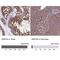Mitochondrial Ribosomal Protein S9 antibody, NBP2-30501, Novus Biologicals, Immunohistochemistry paraffin image 