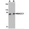 Metastasis-associated in colon cancer protein 1 antibody, TA306790, Origene, Western Blot image 