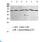 NADPH Oxidase 1 antibody, LS-C813905, Lifespan Biosciences, Western Blot image 