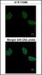 Aminoacylase 1 antibody, orb137410, Biorbyt, Immunofluorescence image 