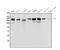 Integrin Subunit Beta 4 antibody, A01015-2, Boster Biological Technology, Western Blot image 