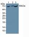 Phosphoenolpyruvate carboxylase antibody, abx104345, Abbexa, Western Blot image 