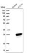 Nudix Hydrolase 1 antibody, PA5-52963, Invitrogen Antibodies, Western Blot image 