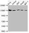 Cullin Associated And Neddylation Dissociated 1 antibody, CSB-PA774815LA01HU, Cusabio, Western Blot image 