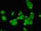 AlkB Homolog 3, Alpha-Ketoglutaratedependent Dioxygenase antibody, LS-C371841, Lifespan Biosciences, Immunofluorescence image 