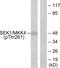 Mitogen-Activated Protein Kinase Kinase 4 antibody, LS-C117475, Lifespan Biosciences, Western Blot image 