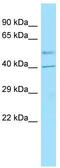 G Protein-Coupled Receptor 6 antibody, TA338161, Origene, Western Blot image 