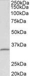 Fibrillarin antibody, MBS423039, MyBioSource, Western Blot image 