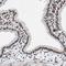 Proline Rich Mitotic Checkpoint Control Factor antibody, NBP1-87152, Novus Biologicals, Immunohistochemistry paraffin image 