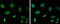 RecQ Like Helicase antibody, GTX100085, GeneTex, Immunocytochemistry image 
