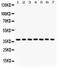 Nucleophosmin 1 antibody, PB9341, Boster Biological Technology, Western Blot image 