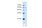 Kynureninase antibody, PA5-42808, Invitrogen Antibodies, Western Blot image 