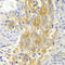 Filamin A antibody, MBS9128070, MyBioSource, Immunohistochemistry frozen image 