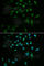 Small ubiquitin-related modifier 3 antibody, A3099, ABclonal Technology, Immunofluorescence image 