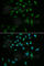 Small Ubiquitin Like Modifier 3 antibody, A3099, ABclonal Technology, Immunofluorescence image 