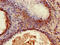 Beta-2-Microglobulin antibody, CSB-PA002486YA01HU, Cusabio, Immunohistochemistry frozen image 