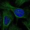 Rhomboid domain-containing protein 3 antibody, NBP1-92331, Novus Biologicals, Immunofluorescence image 