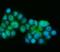 Presenilin 1 antibody, A00138-3, Boster Biological Technology, Immunofluorescence image 