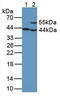 Glutamic-Oxaloacetic Transaminase 1 antibody, abx131756, Abbexa, Western Blot image 