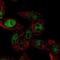 Septin-4 antibody, NBP1-90093, Novus Biologicals, Immunocytochemistry image 