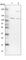 TBC1 Domain Family Member 5 antibody, HPA035126, Atlas Antibodies, Western Blot image 