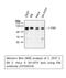 Protein Tyrosine Kinase 2 antibody, STJ93024, St John