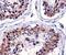 Transcription Factor A, Mitochondrial antibody, MA5-16148, Invitrogen Antibodies, Immunohistochemistry paraffin image 