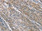 Bone Morphogenetic Protein 15 antibody, CSB-PA192471, Cusabio, Immunohistochemistry paraffin image 
