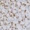 Crystallin Gamma S antibody, NBP1-84375, Novus Biologicals, Immunohistochemistry frozen image 